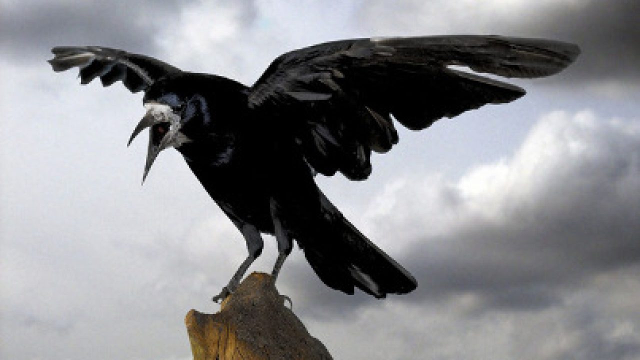 Resumen De El Cuervo Edgar Allan Poe Resumende Net
